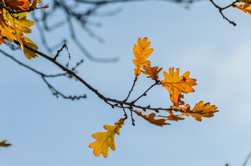 Sunlight through yellow and orange leaves of an oak tree in autumn - background