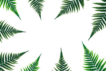 Fototapeta na wymiar Fern Leaf Vector Background Illustration