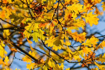 Sunlight through yellow and orange leaves of an oak tree in autumn - background