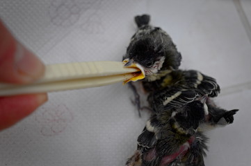 Nature wildlife birds food hunger