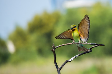 Lovely Blue-tailed bee-eater (Merops philippinus) fly in motion
