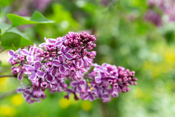 Beautiful spring lilac flowers.