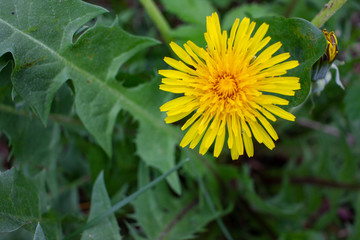 Yellow dandelion flowers in the grass. Medicinal wild herb Taraxacum officinale
