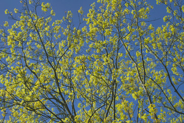 autumn leaves against blue sky
