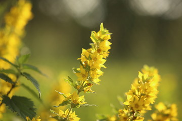 yellow flower in spring