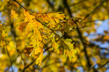 Sunlight through yellow and orange leaves of an oak tree in autumn - background