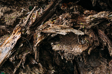 brown pattern texture of old wood chips bark shot close