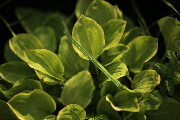 close up of green leaves