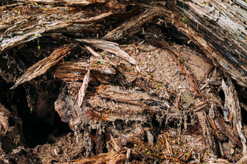 brown pattern texture of old wood chips bark shot close