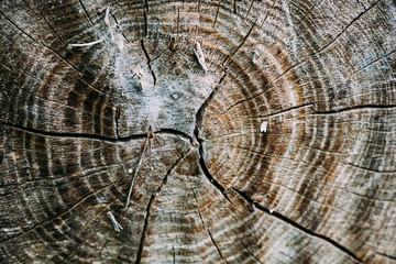 Fototapeta premium texture pattern brown tree circular saw cut old trunk