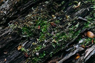 texture pattern of green moss shot close on an old tree trunk