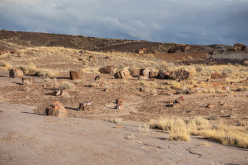 Petrified Forest in National Park in Arizona