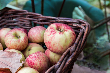 Ripe apples are in a wicker basket.