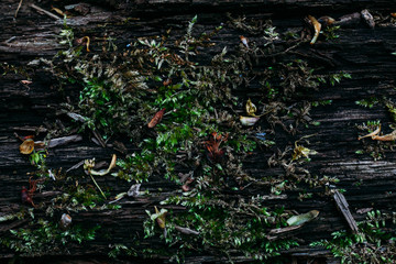 texture pattern of green moss shot close on an old tree trunk