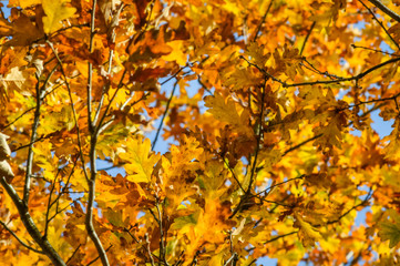 Sunlight through yellow and orange leaves of an oak tree in autumn - background