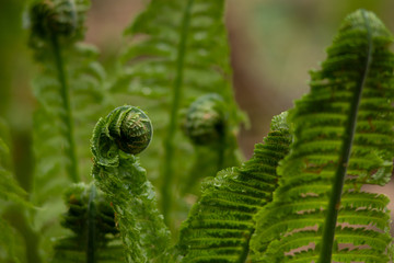 green fern leaf © O.Lafeta