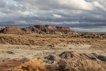 Petrified Forest in National Park in Arizona