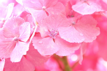 Fototapeta premium あじさい