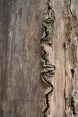 wood texture without bark with a vertical crack