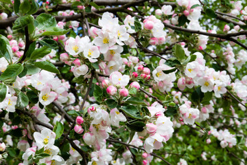 Blooming apple tree. The flowers on the tree are white. Spring.