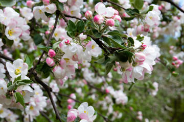 Blooming apple tree. The flowers on the tree are white. Spring.