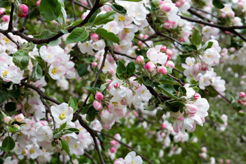 Blooming apple tree. The flowers on the tree are white. Spring.