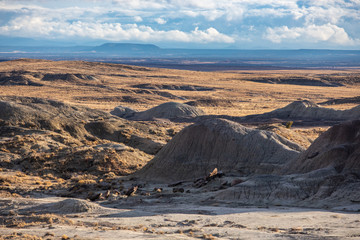 Petrified Forest in National Park in Arizona