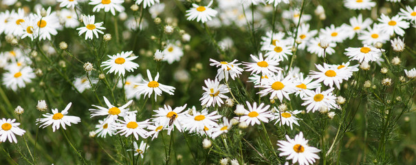 Blooming chamomile field, Chamomile flowers on a meadow in summer, Selective focus.