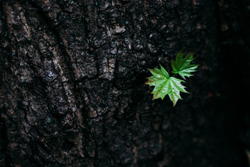 small fragile green sprout in the rough bark of a tree