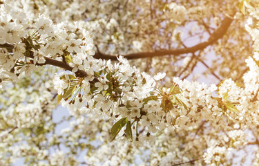 Cherry blossom in the garden with green leaves. Many blooming white flowers on the branches of a cherry tree with small buds.