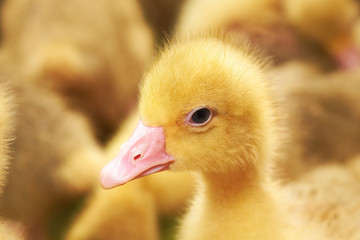 Portrait of a small yellow goose. Close up 