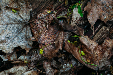 pattern texture old dry last year foliage