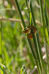 Green tree frog - Hyla arborea - tree frog sitting on blades of grass with beautiful bokeh. Wild.