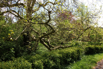 Ein alter Baum &uuml;ber einem Bach