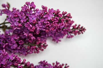 Beautiful lilac on a white background