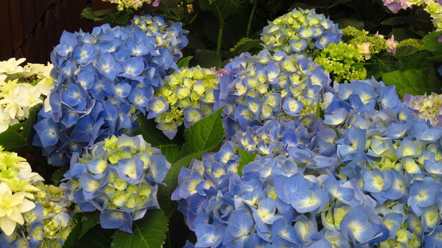 Blue Hydrangea Flowers in Spring
