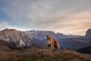 dog in the mountains. Nova Scotia Duck Tolling Retriever on the background of rocks at sunset. ....