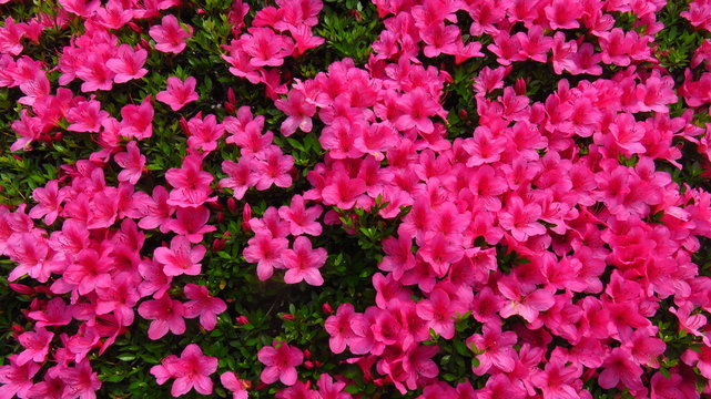Bush with Small Pink Flowers
