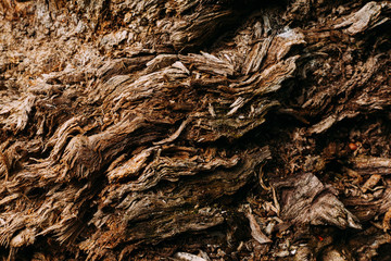 brown pattern texture of old wood chips bark shot close
