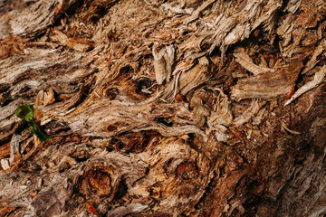 brown pattern texture of old wood chips bark shot close