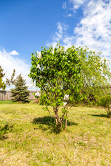 white lilac tree in the garden