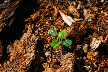 small fragile green sprout in the rough bark of a tree