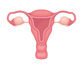 Donor Organ of Female Reproductive System for Transplantation Vector Illustration