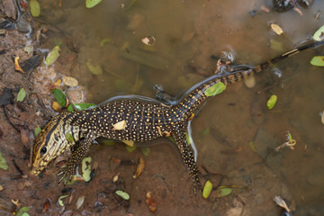 (Varanus bengalensis)monitor lizard, Varanus bengalesis in water 