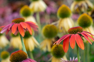 A lot of beautiful Echinacea flowers in Ontario Canada
