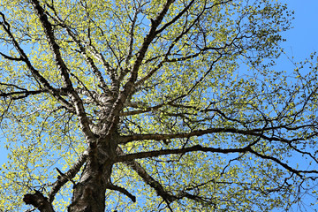 tree branches against blue sky