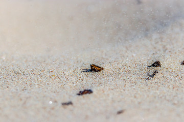 ant on the sand