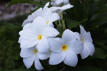 Beautiful Tropical Frangipani Flower (a species of Plumeria) grows wild in the tropical climate of the Maldives islands, Indian ocean. Exotic white flower on tree brunch.