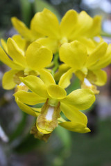 Obraz na płótnie Canvas Blooming yellow orchid, tropical flowers in Maldives. Beautiful orchid in natural scene on exotic island in Indian ocean. Exotic blossom