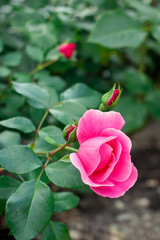 pink rose in garden